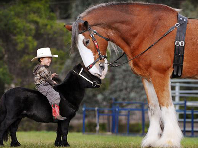 06LSpony and clydesdale.jpg
